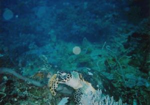 Turtle taking a nap Pulau Nyireh by Barbara PHUA Pay Lee 